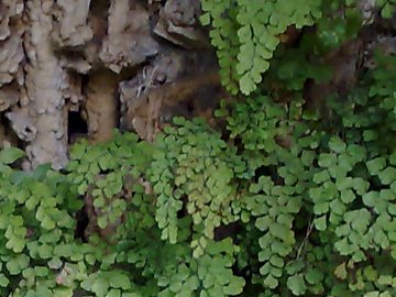 Adiantum capillus-veneris